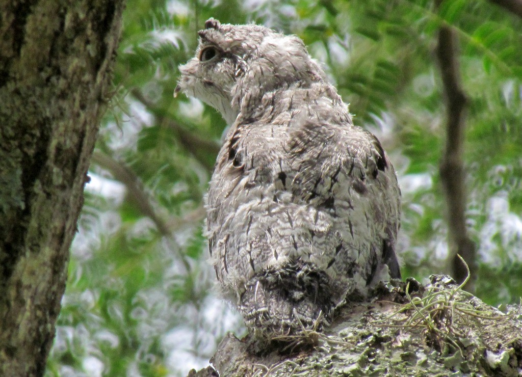 Common Potoo - ML643640491
