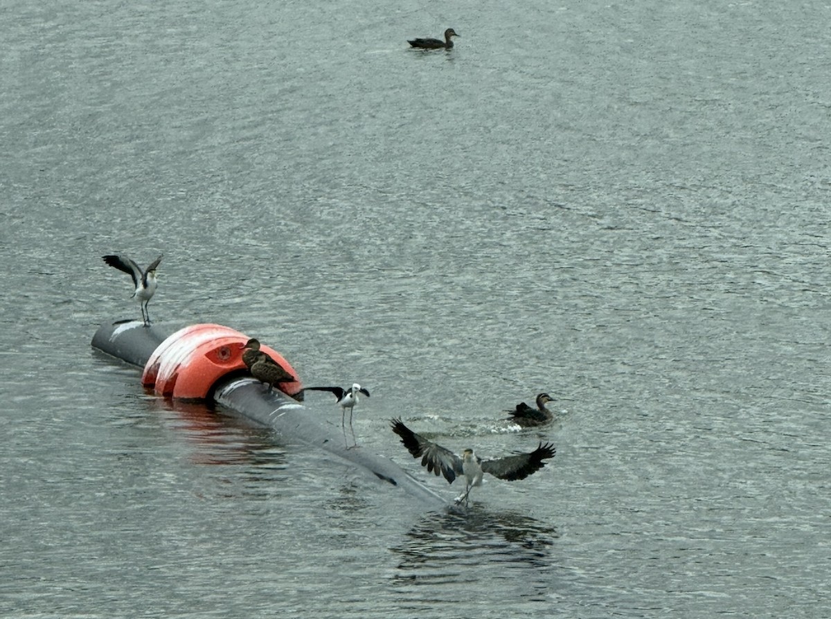 Pied Stilt - ML643640510
