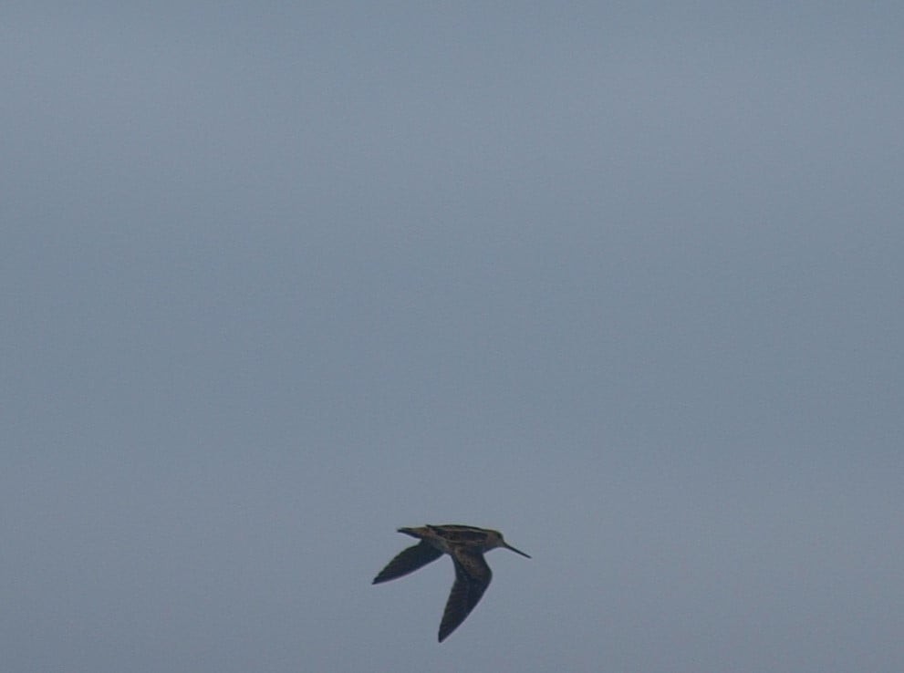Latham's Snipe - ML643640516
