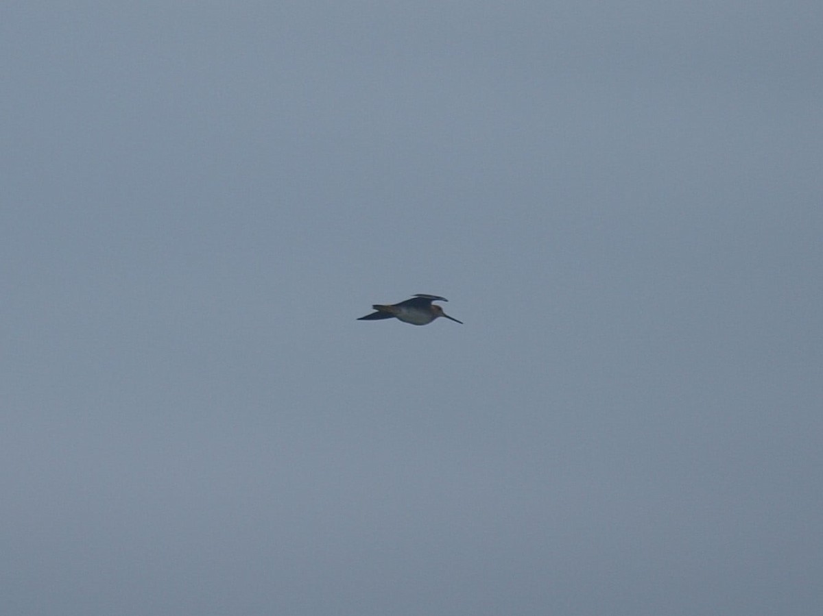 Latham's Snipe - ML643640517