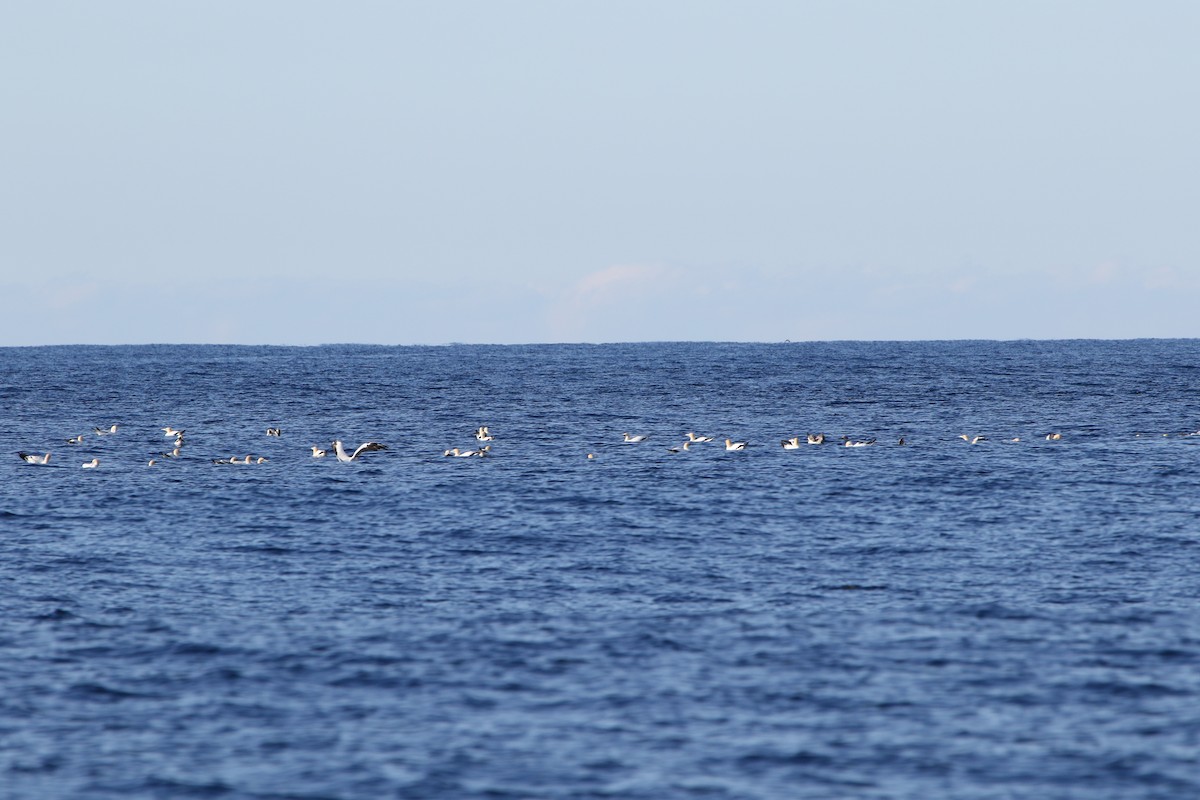 Australasian Gannet - ML643640554