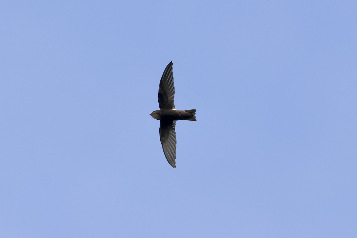 House Swift - ML643640565