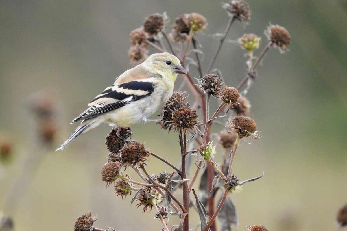 American Goldfinch - ML643640566
