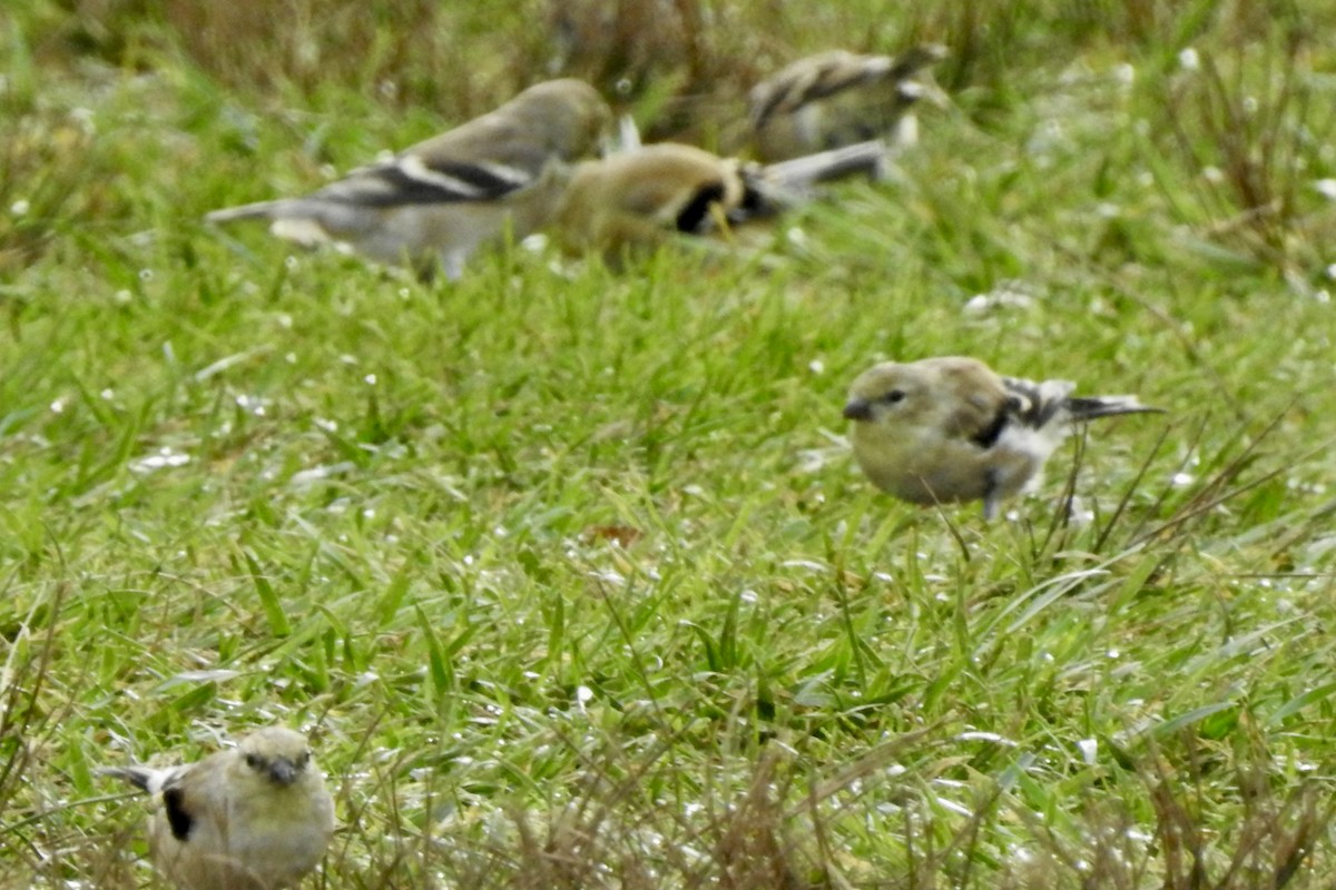 American Goldfinch - ML643640574