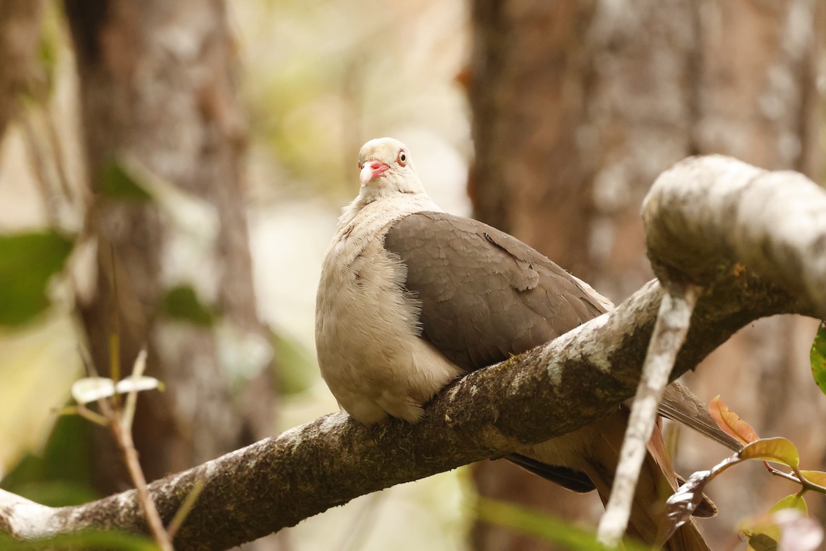 Pink Pigeon - ML643640578