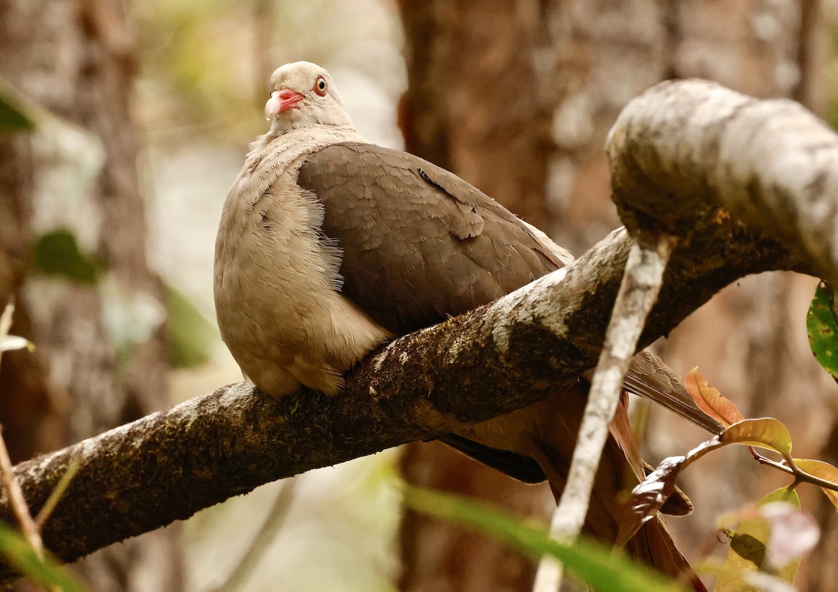 Pink Pigeon - ML643640581