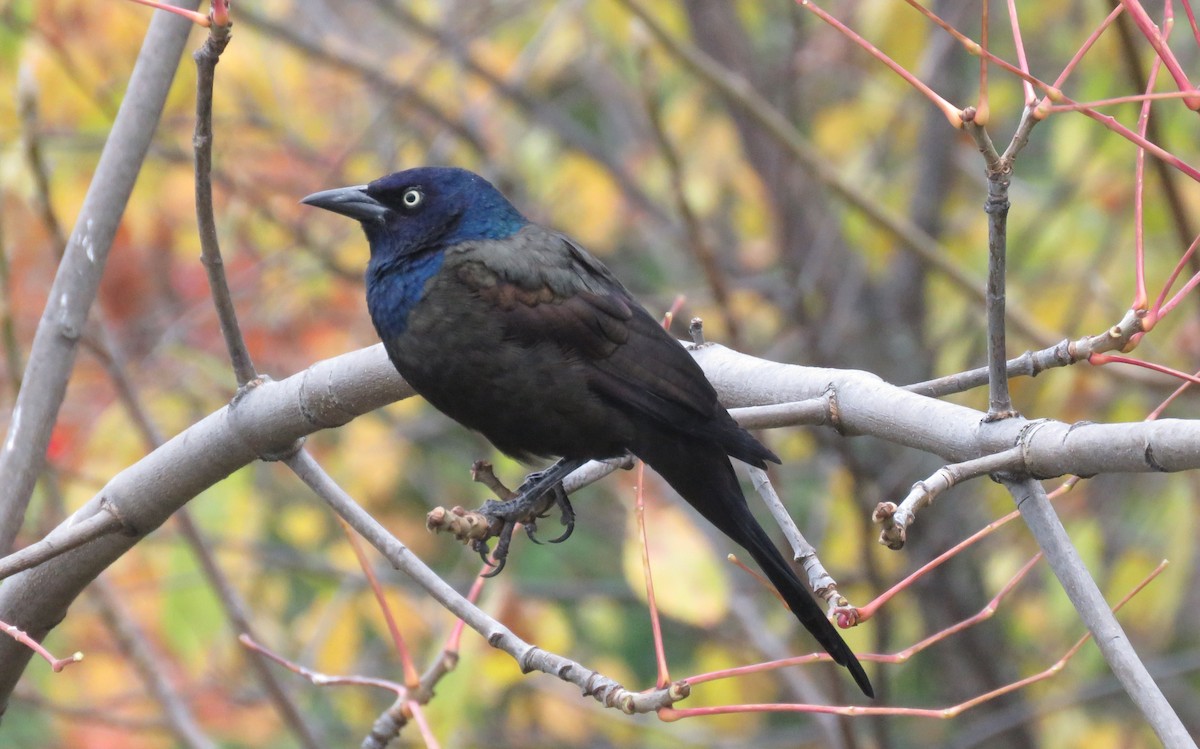Common Grackle - ML643640585