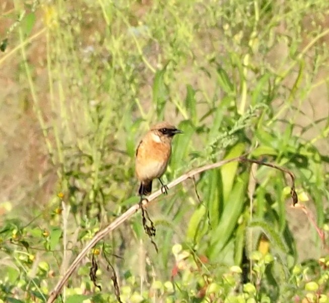 Amur Stonechat - ML643640598