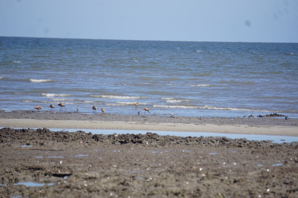 Marbled Godwit - ML643640602