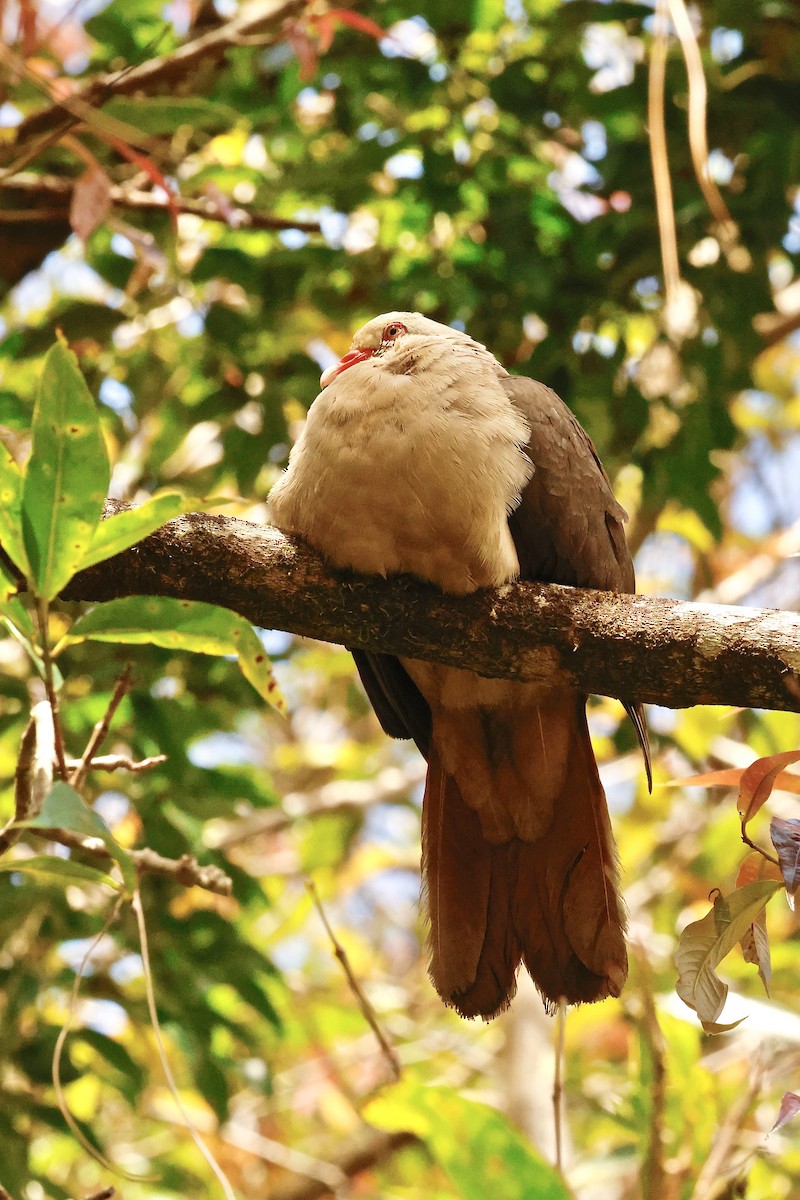 Pink Pigeon - ML643640605