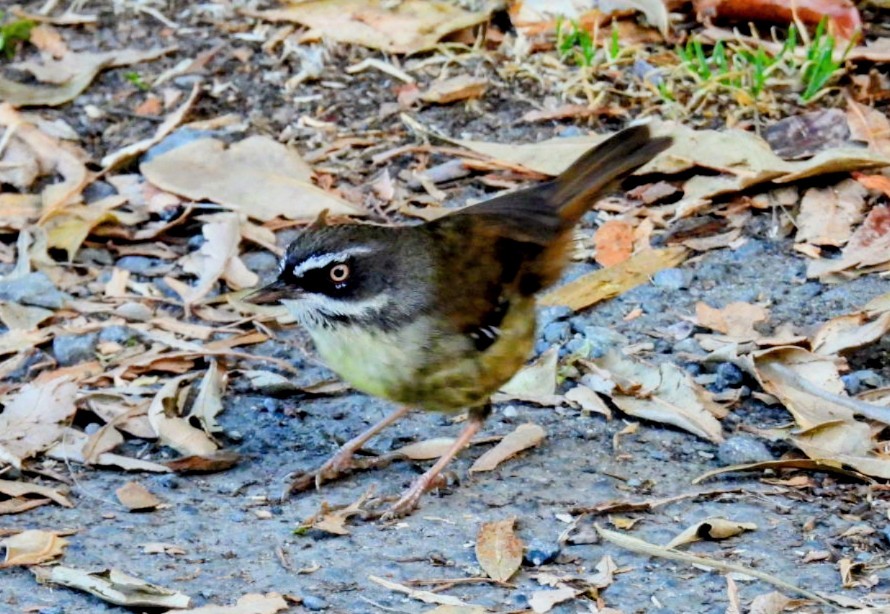 White-browed Scrubwren - ML643640631