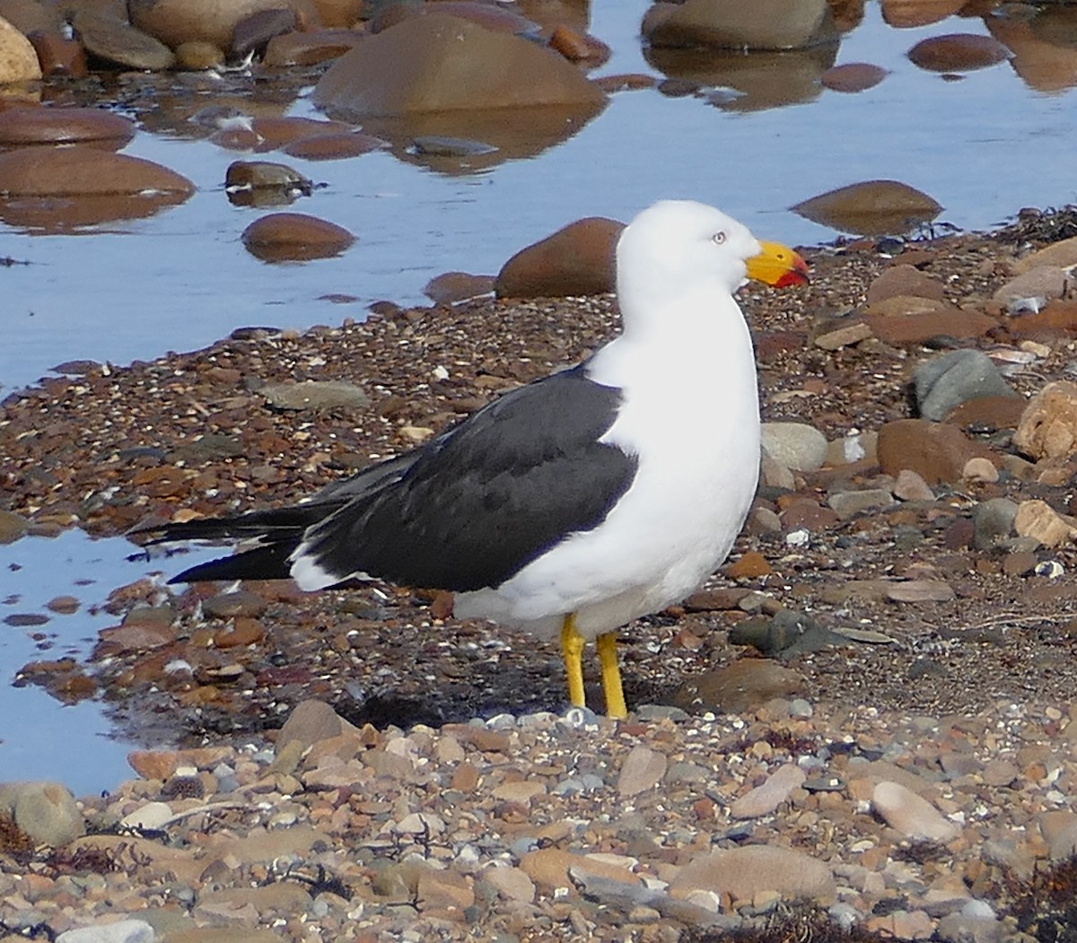 Pacific Gull - ML643640639