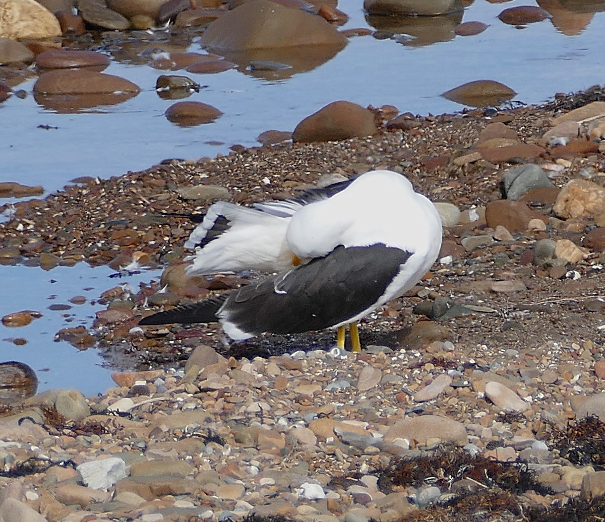 Pacific Gull - ML643640640