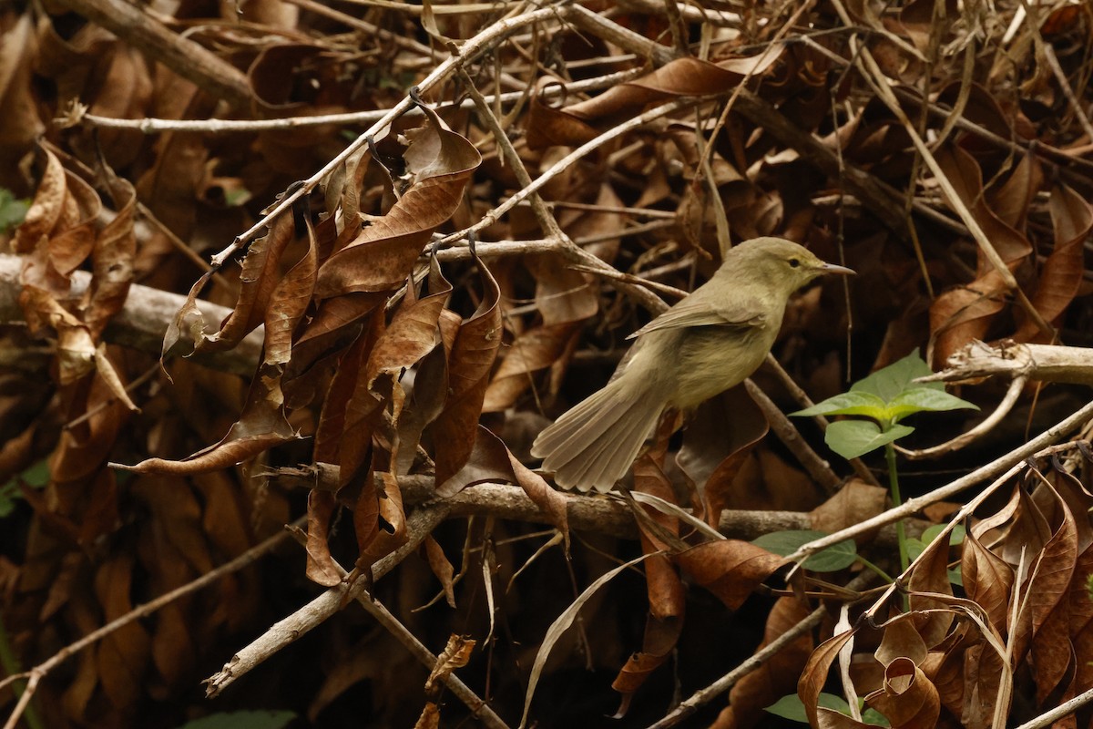 Rodrigues Warbler - ML643640663