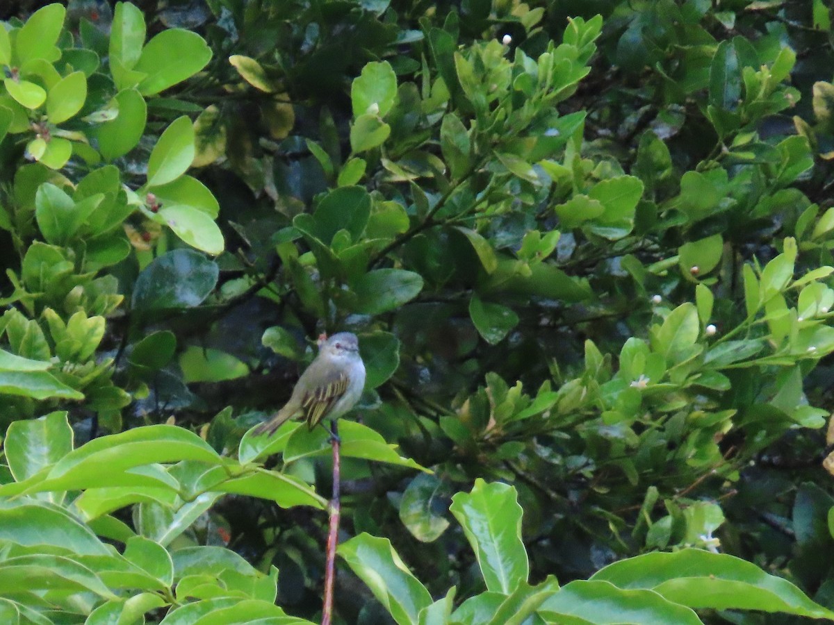 Mistletoe Tyrannulet - ML643640685