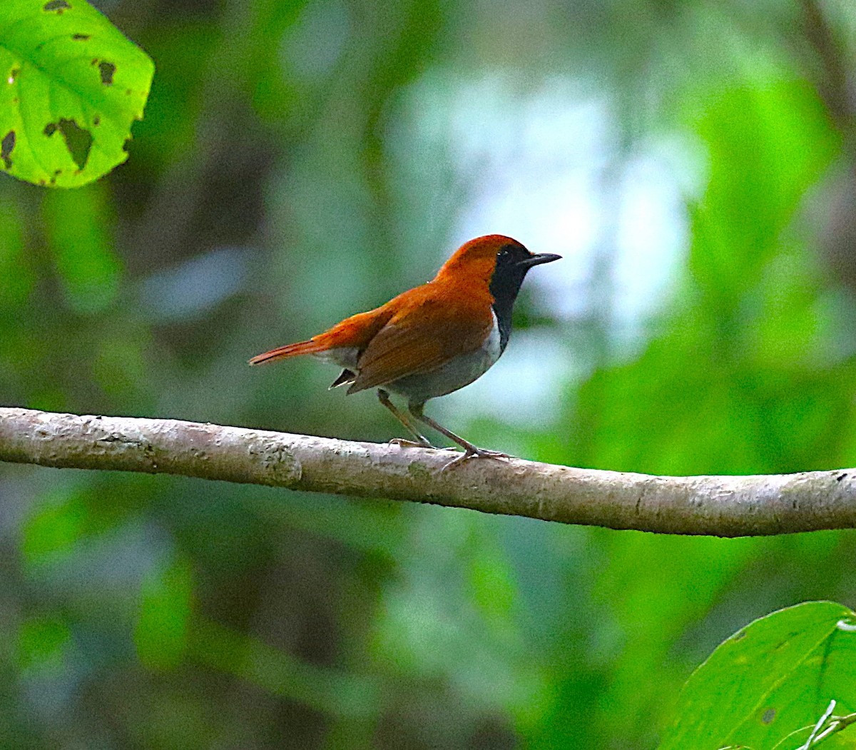 Okinawa Robin - ML643640690