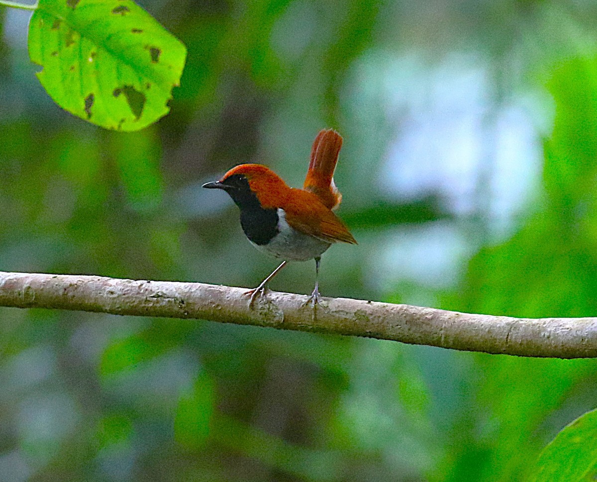 Okinawa Robin - ML643640698
