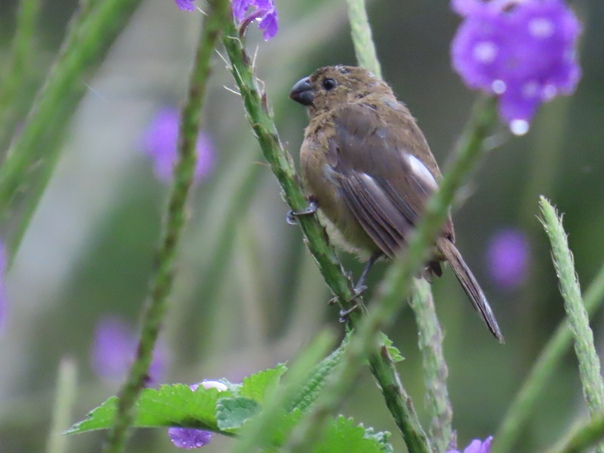 Variable Seedeater - ML643640709