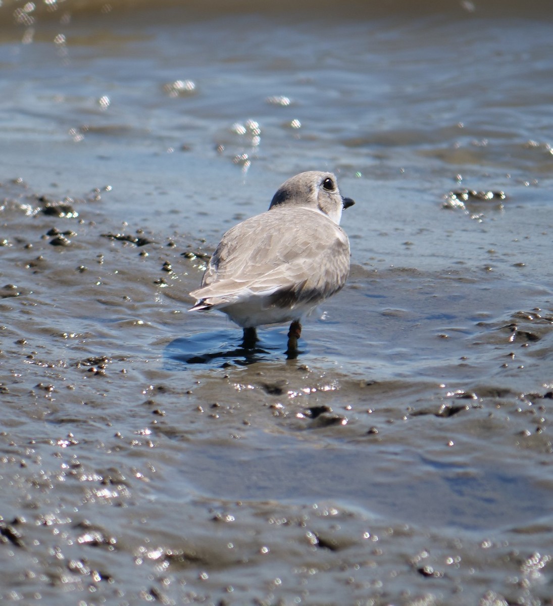 Piping Plover - ML643640719