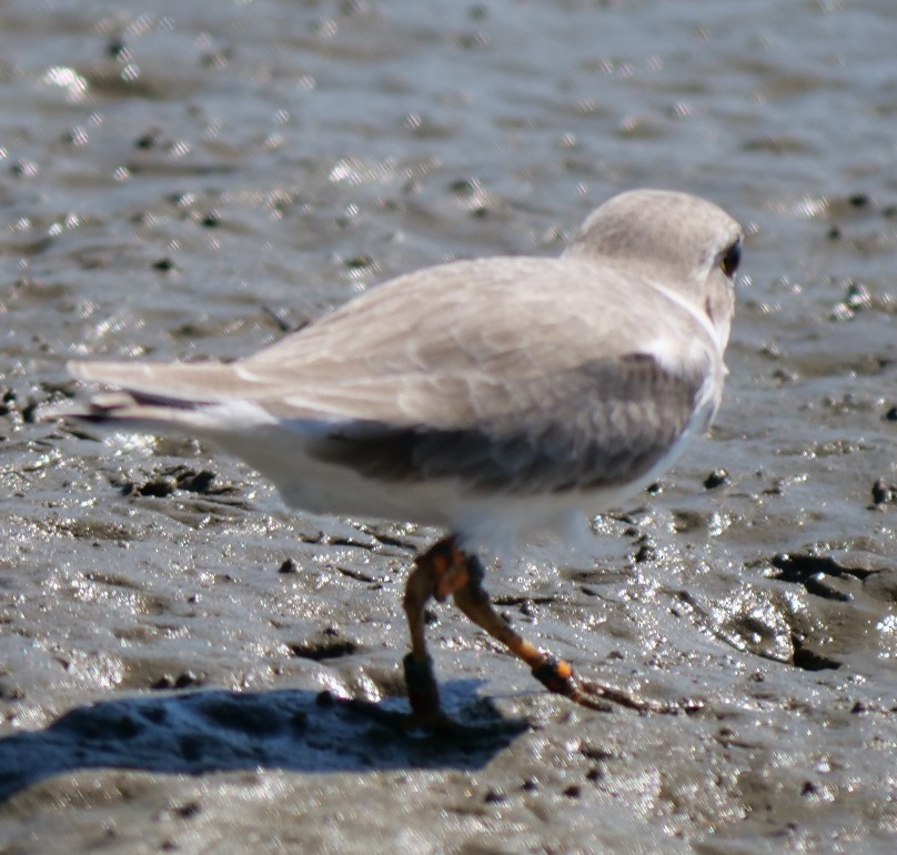 Piping Plover - ML643640721