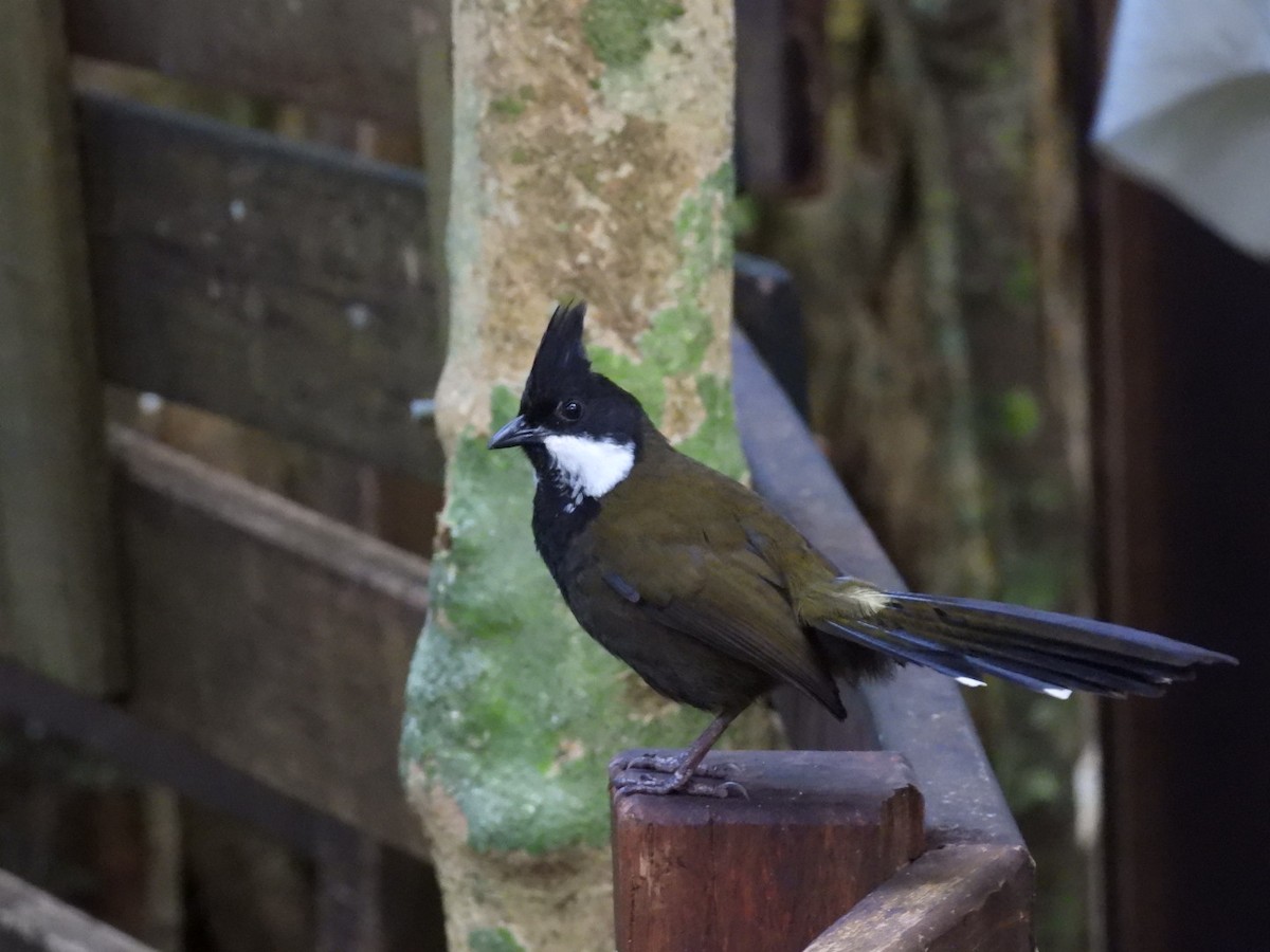 Eastern Whipbird - ML643640724