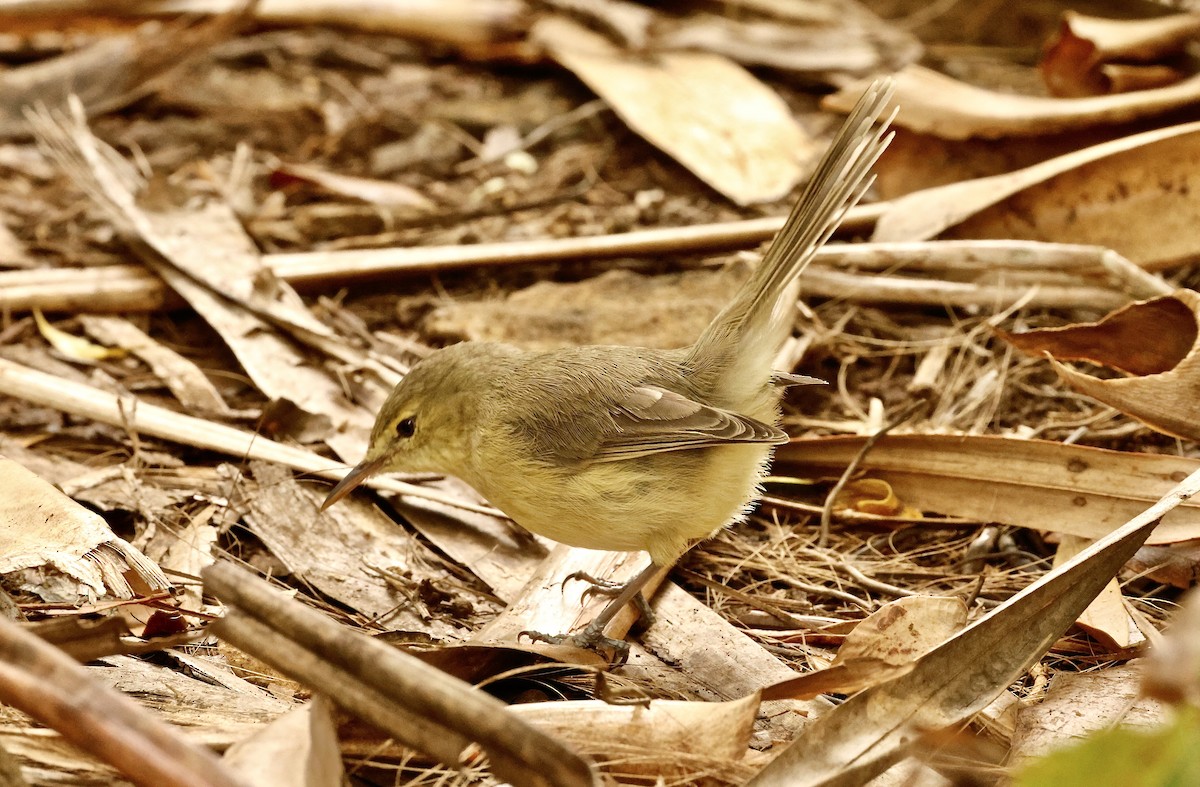 Rodrigues Warbler - ML643640726
