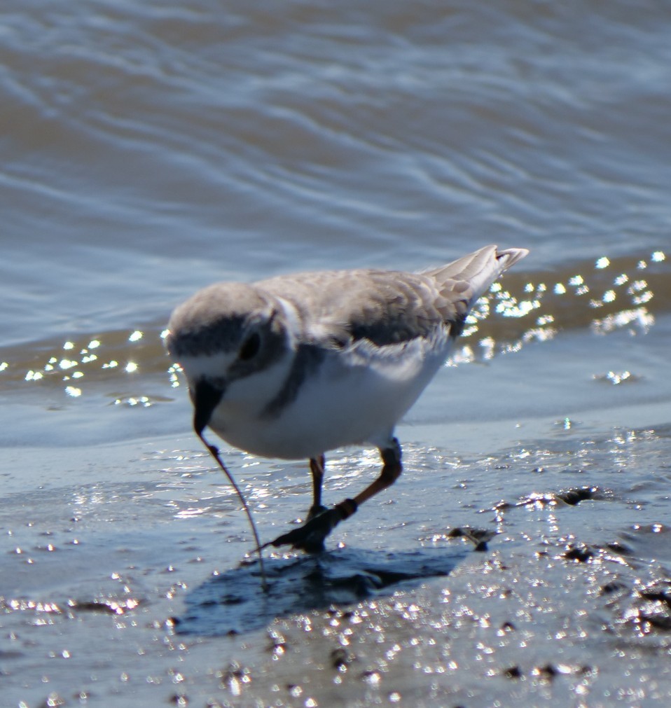 Piping Plover - ML643640727