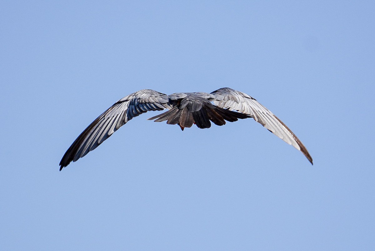 Rotfußfalke - ML643640745