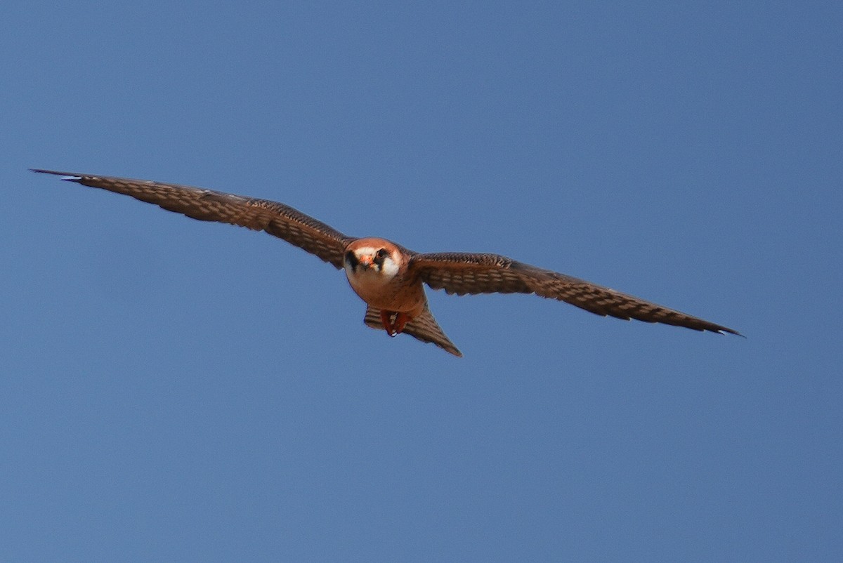 Rotfußfalke - ML643640747