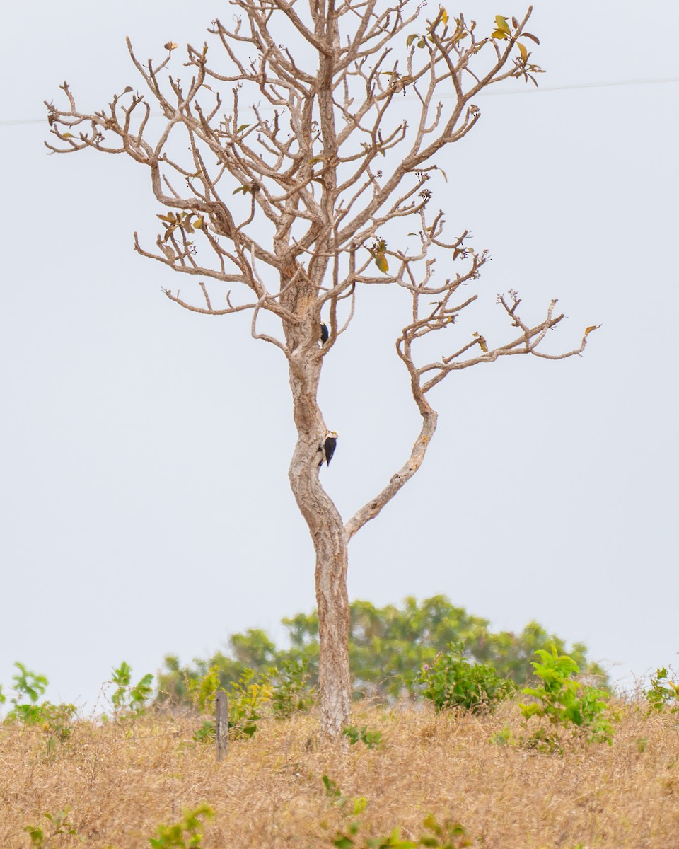 White Woodpecker - ML643640754