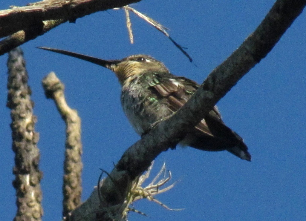 Blue-tufted Starthroat - ML643640760
