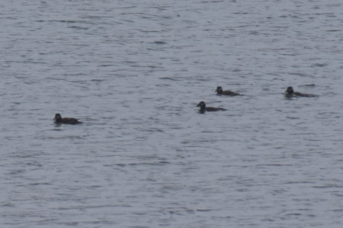 Surf Scoter - ML643640761