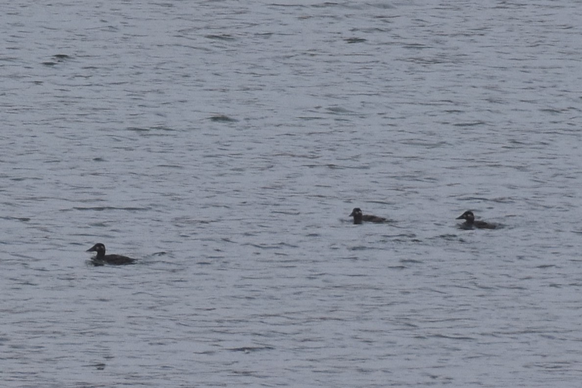 Surf Scoter - ML643640762