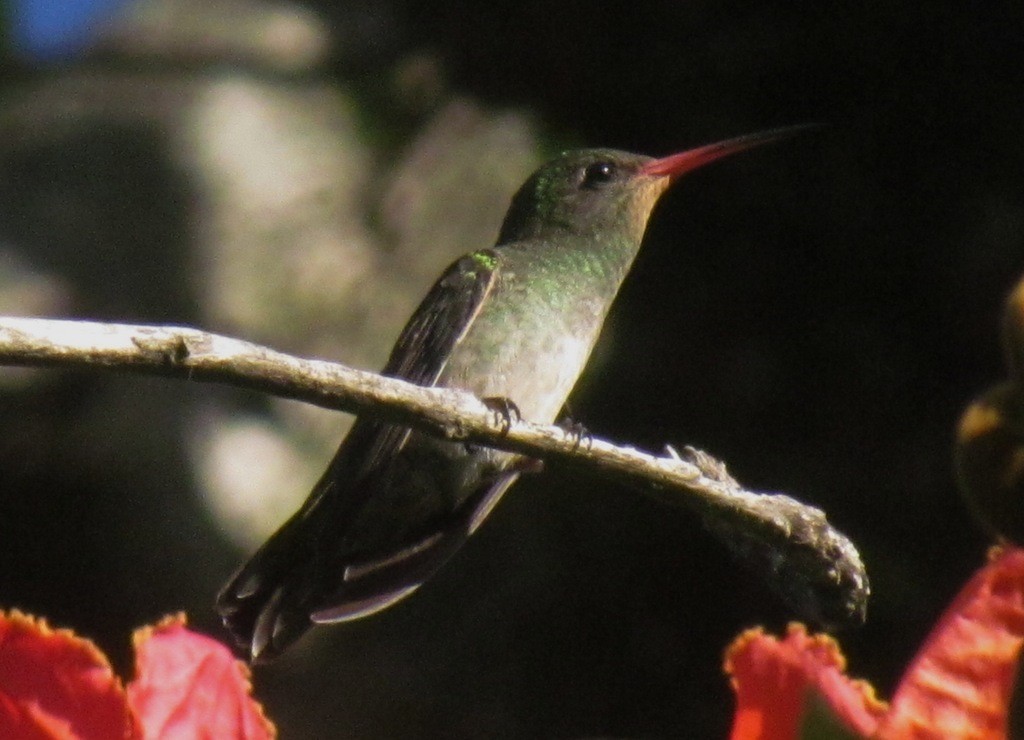 Gilded Hummingbird - ML643640766