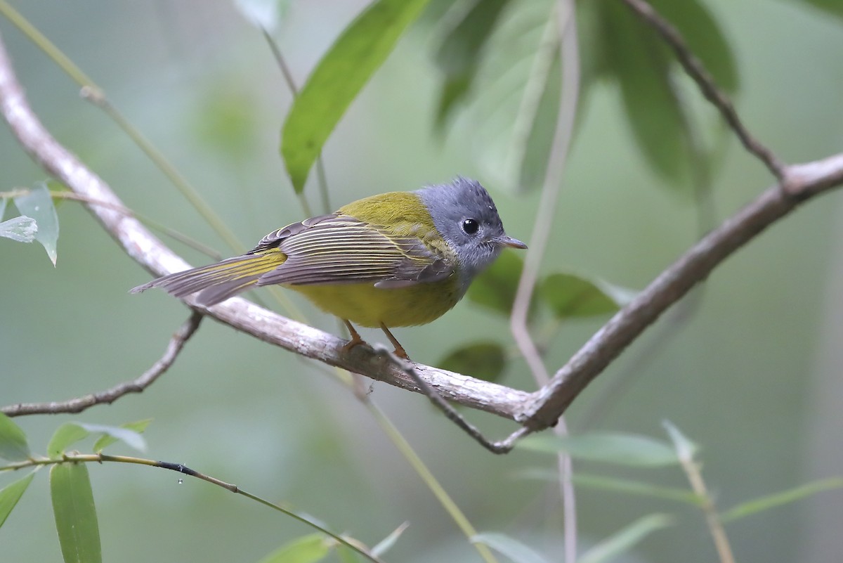 Gray-headed Canary-Flycatcher - ML643640771