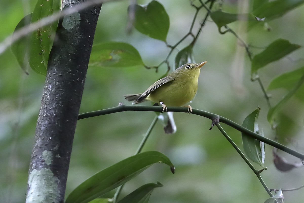 Alström's Warbler - ML643640773