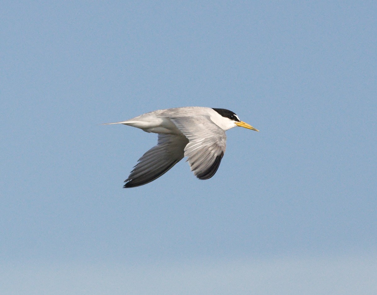 Least Tern - ML643640774
