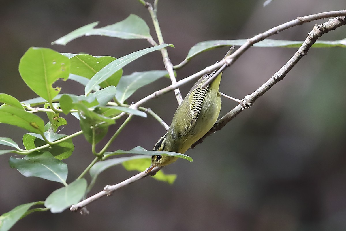 マユグロムシクイ - ML643640792