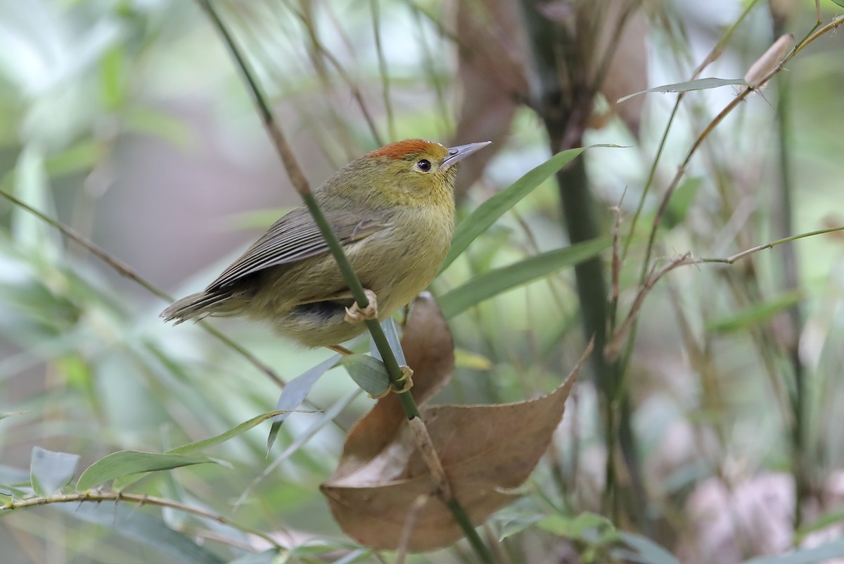 ズアカチメドリ - ML643640826