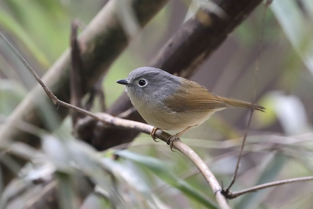 Huet's Fulvetta - ML643640829