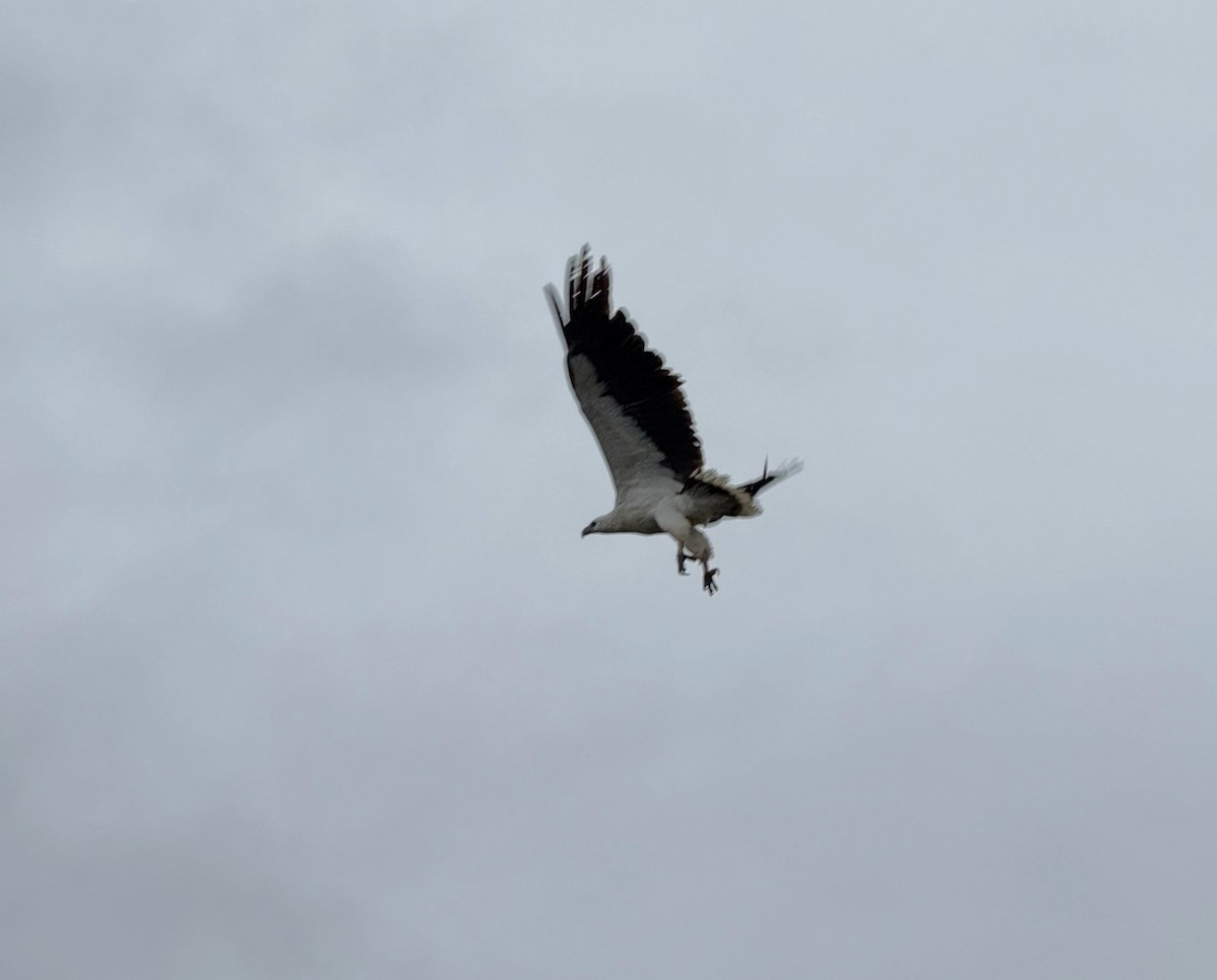 White-bellied Sea-Eagle - ML643640840