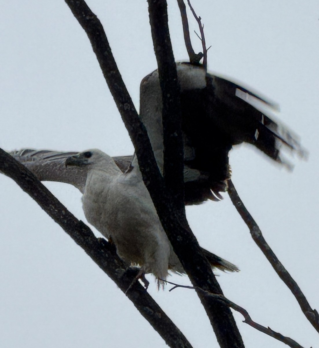 White-bellied Sea-Eagle - ML643640842