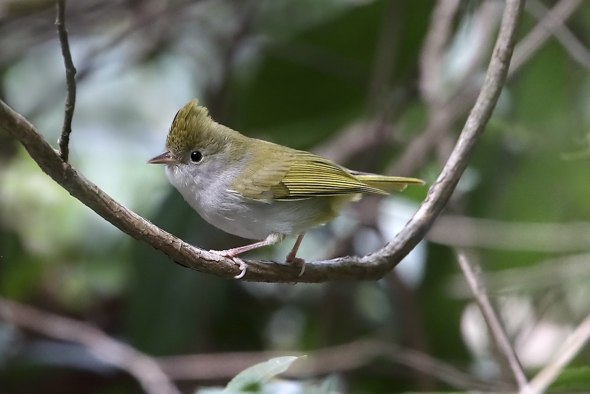 インドシナミミチメドリ - ML643640844