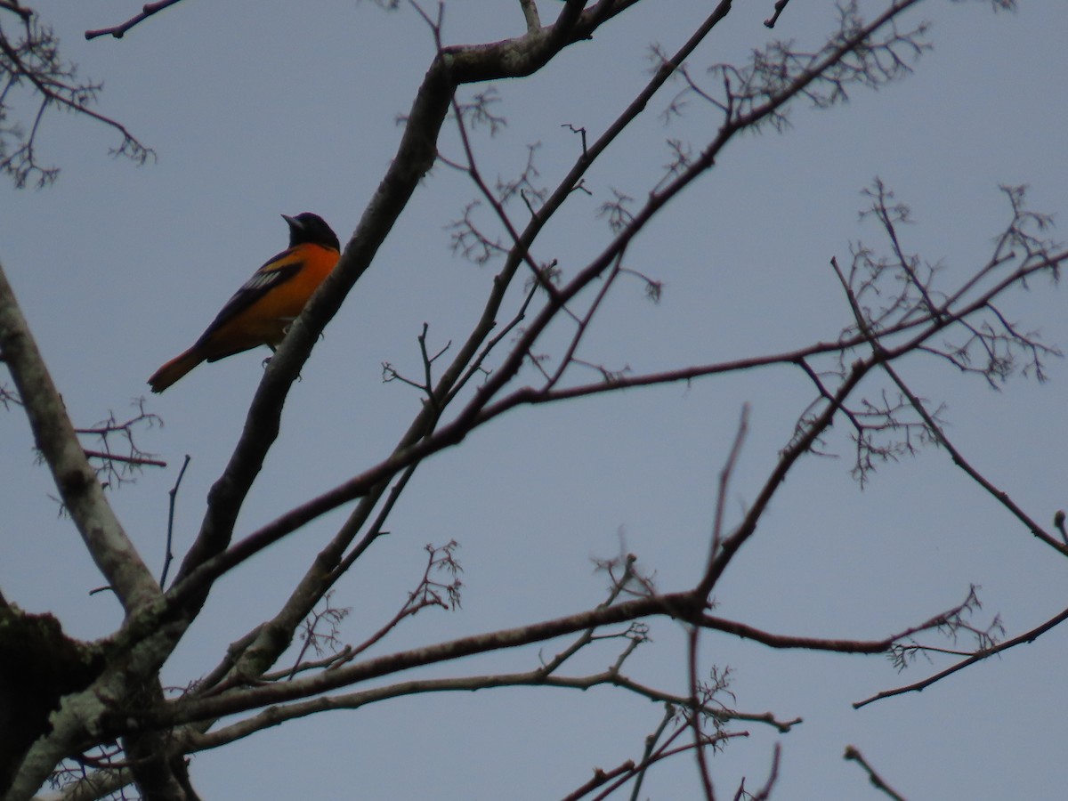 Baltimoretrupial - ML643640874