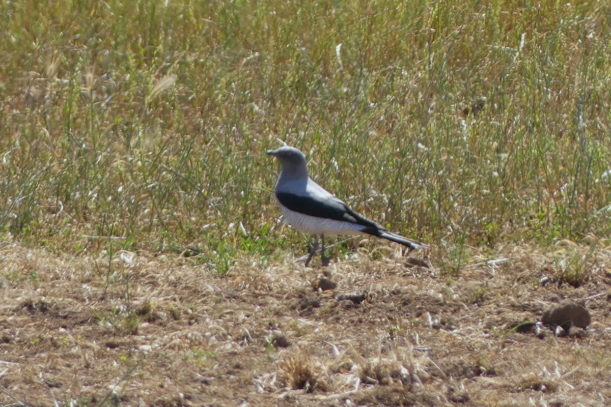 Ground Cuckooshrike - ML643640875