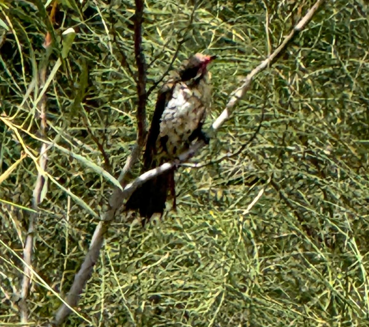 Spiny-cheeked Honeyeater - ML643640881