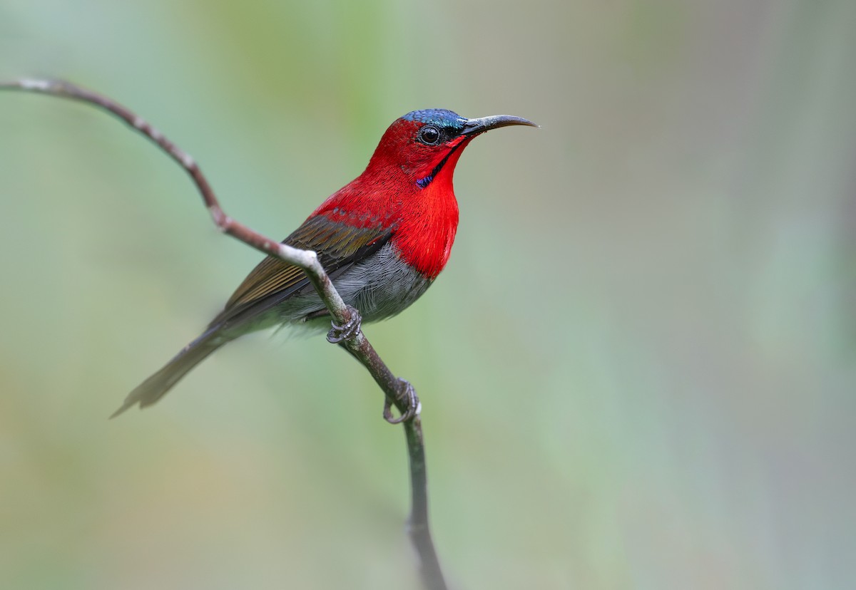 Crimson Sunbird - ML643640883