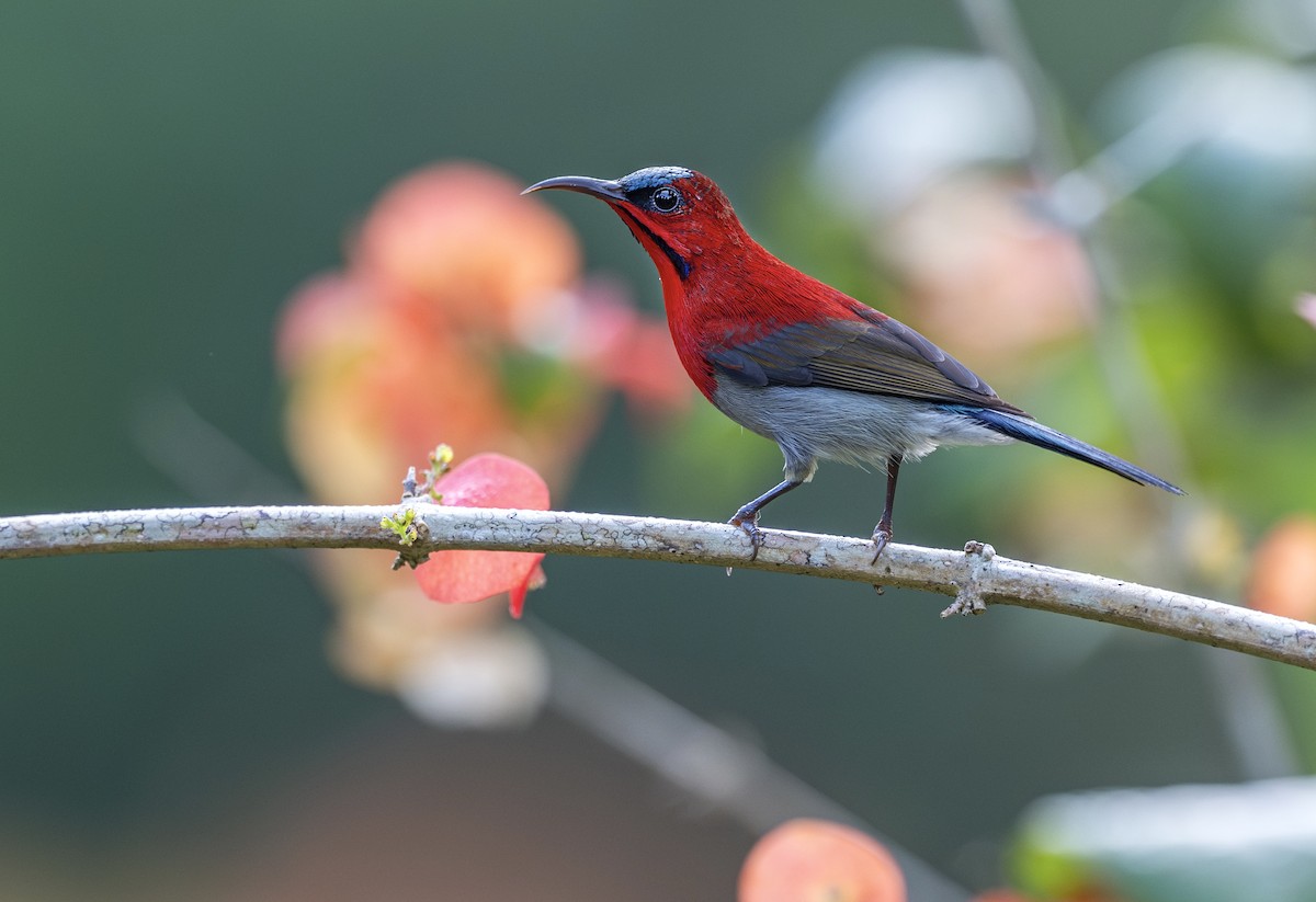 Crimson Sunbird - ML643640885
