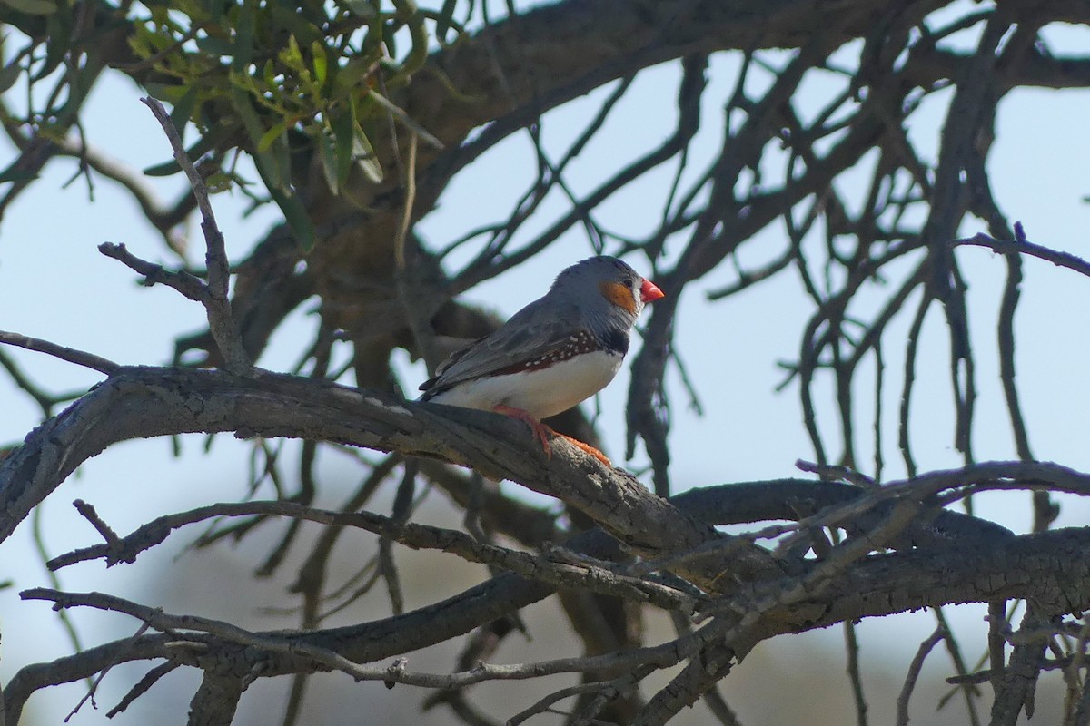 Zebra Finch - ML643640886