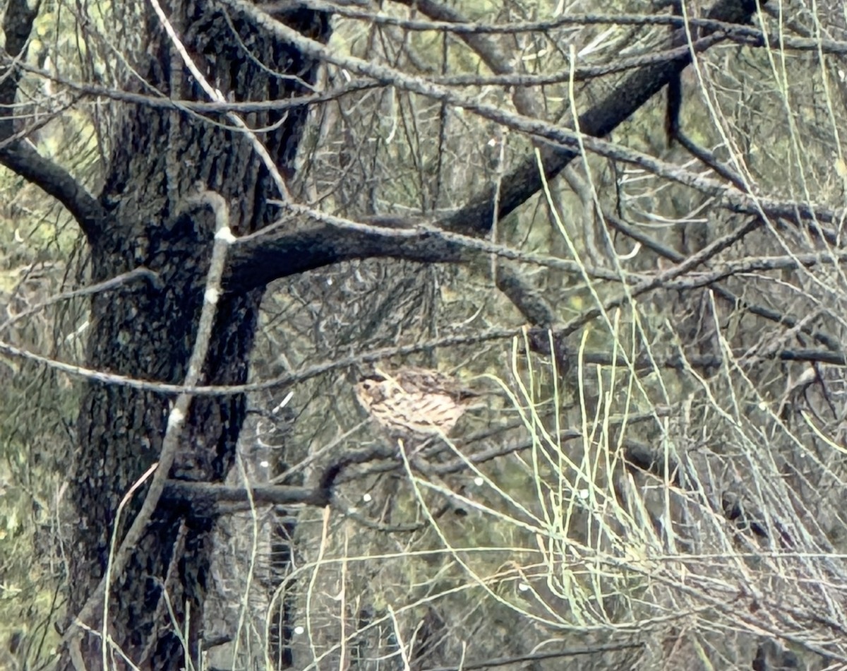Speckled Warbler - ML643640890